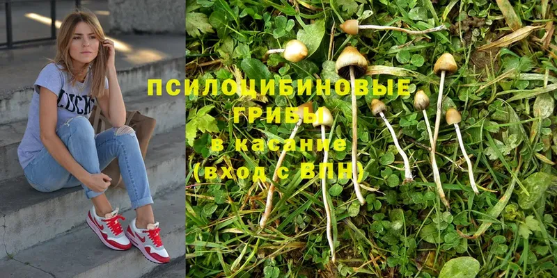 Псилоцибиновые грибы Psilocybe  Беломорск 